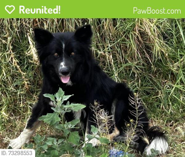 Reunited Male Dog last seen Cedar and Baseline, San Bernardino, CA 92404