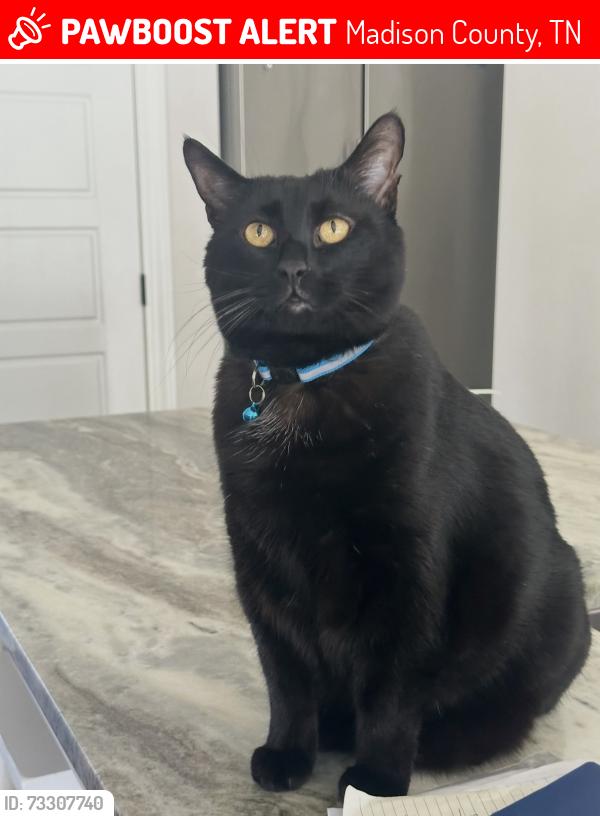 Lost Male Cat last seen Stonecrest Dr. Jackson, TN, Madison County, TN 38305