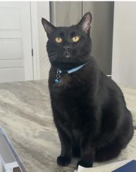 Lost Male Cat last seen Stonecrest Dr. Jackson, TN, Madison County, TN 38305