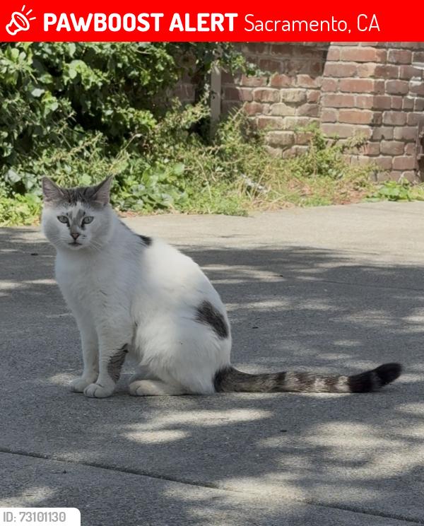 Lost Male Cat last seen Harvest View Way, Sacramento, CA 95827