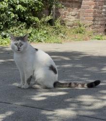 Lost Male Cat last seen Harvest View Way, Sacramento, CA 95827