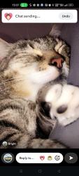 Lost Male Cat last seen Shops, Mastrick, Scotland 