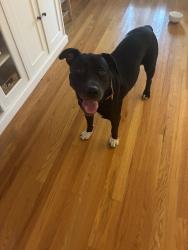 Found/Stray Female Dog last seen 11th and Yale by Tally’s, Tulsa, OK 74112