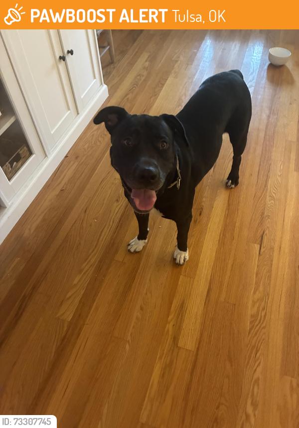 Found/Stray Female Dog last seen 11th and Yale by Tally’s, Tulsa, OK 74112