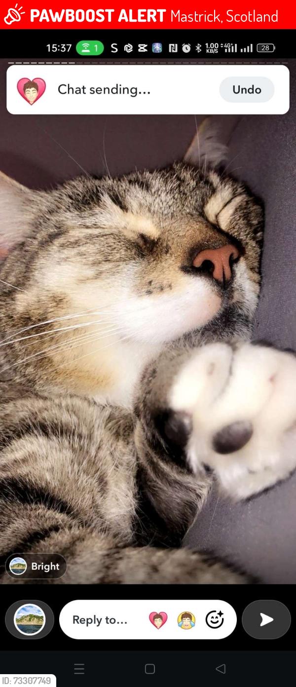 Lost Male Cat last seen Shops, Mastrick, Scotland 