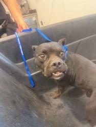 Shelter Stray Male Dog last seen PUEBLO AVE AND 27TH ST, 1920 S Lewis, Mesa, AZ 85210, USA