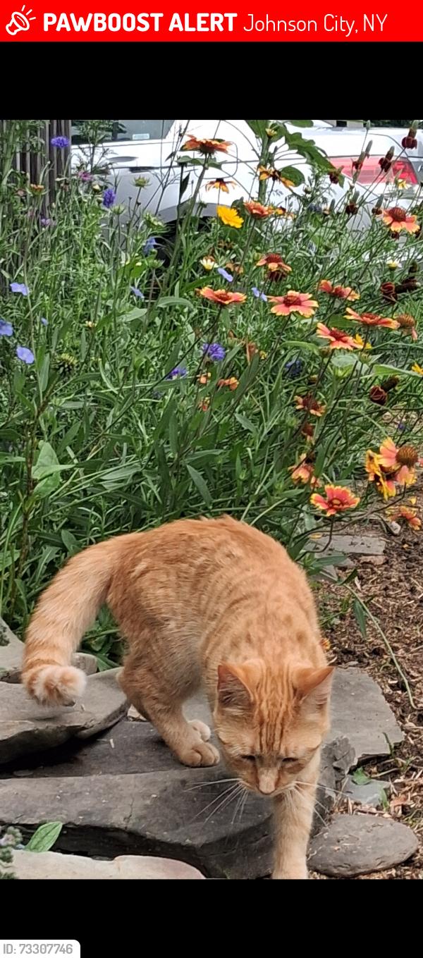Lost Female Cat last seen Mirabito/Walmart, Johnson City, NY 13790