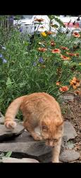 Lost Female Cat last seen Mirabito/Walmart, Johnson City, NY 13790