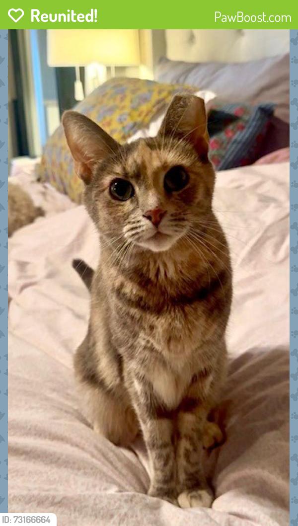 Reunited Female Cat last seen NE 14th St and Stiles (near OU Medical Center), Oklahoma City, OK 73104