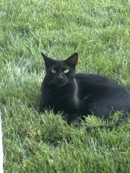 Lost Male Cat last seen Louisiana/Eagle rock, Albuquerque, NM 87113