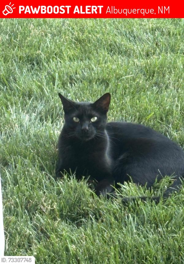 Lost Male Cat last seen Louisiana/Eagle rock, Albuquerque, NM 87113