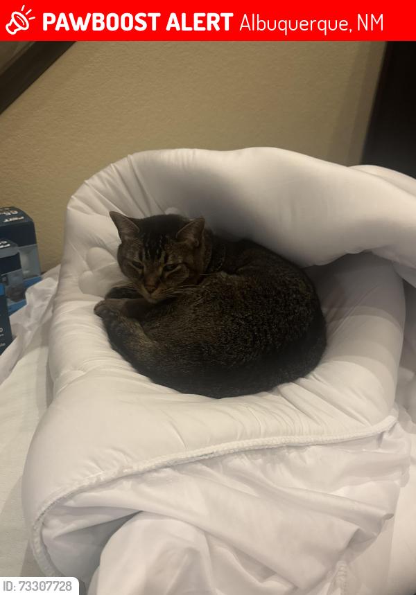 Lost Male Cat last seen Volterra Hills, Albuquerque, NM 87123