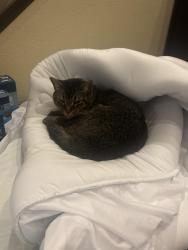 Lost Male Cat last seen Volterra Hills, Albuquerque, NM 87123