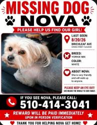 Lost Female Dog last seen Slauson and Rosemead, Pico Rivera, CA 90660