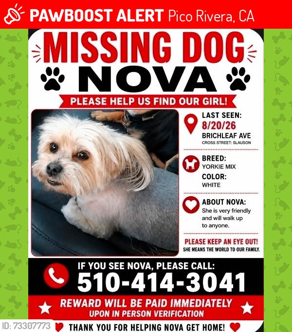 Lost Female Dog last seen Slauson and Rosemead, Pico Rivera, CA 90660