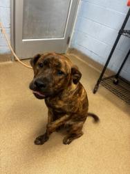 Shelter Stray Male Dog last seen Near Boulder Rd Se Atlanta, 30316, 30316, GA, 3280 Chamblee Dunwoody Rd, Chamblee, GA 30341, USA
