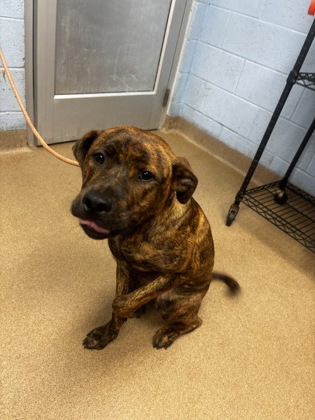 Shelter Stray Male Dog last seen Near Boulder Rd Se Atlanta, 30316, 30316, GA, 3280 Chamblee Dunwoody Rd, Chamblee, GA 30341, USA