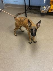 Shelter Stray Male Dog last seen Near Bexley Drive Stone Mountain, 30083, 30083, GA, 3280 Chamblee Dunwoody Rd, Chamblee, GA 30341, USA