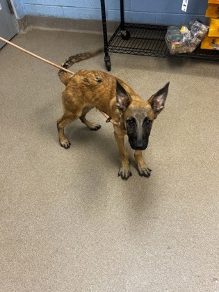 Shelter Stray Male Dog last seen Near Bexley Drive Stone Mountain, 30083, 30083, GA, 3280 Chamblee Dunwoody Rd, Chamblee, GA 30341, USA