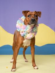 Shelter Stray Female Dog last seen Near Brumbley Ct/ Graham Rd, Fairburn, GA, 1251 Fulton Industrial Blvd NW, Atlanta, GA 30336, USA