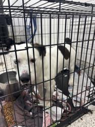 Shelter Stray Male Dog last seen Near Gardner dr, Alpharetta, GA, 1251 Fulton Industrial Blvd NW, Atlanta, GA 30336, USA
