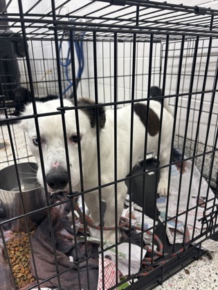 Shelter Stray Male Dog last seen Near Gardner dr, Alpharetta, GA, 1251 Fulton Industrial Blvd NW, Atlanta, GA 30336, USA