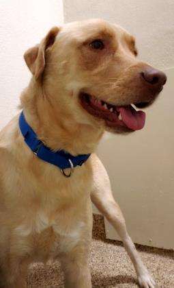 Shelter Stray Male Dog last seen Near Fox Ridge Lane, Berkeley County, SC, 2455 Remount Rd, North Charleston, SC 29406, USA