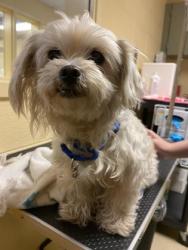 Shelter Stray Female Dog last seen Shell Rd, Hampton, VA, 5843 Jefferson Ave, Newport News, VA 23605, USA