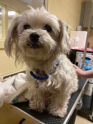 Shelter Stray Female Dog last seen Shell Rd, Hampton, VA, 5843 Jefferson Ave, Newport News, VA 23605, USA