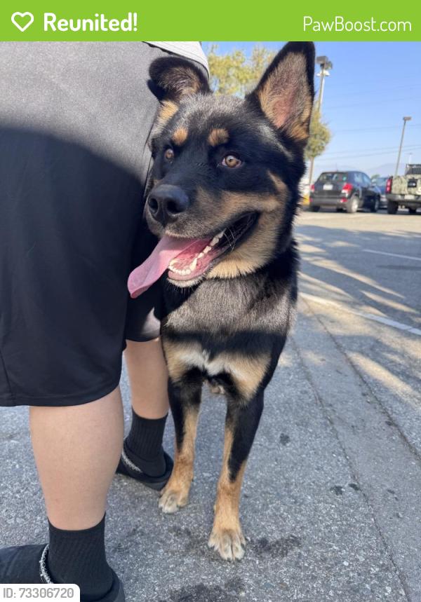 Reunited Male Dog last seen Mountain Dr, San Bernardino, CA 92407, USA, San Bernardino, CA 92407