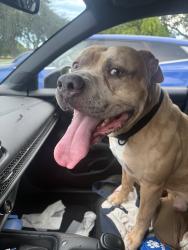 Reunited Male Dog last seen Near NW 6th St, Fort Lauderdale, FL 33311, USA, Fort Lauderdale, FL 33311