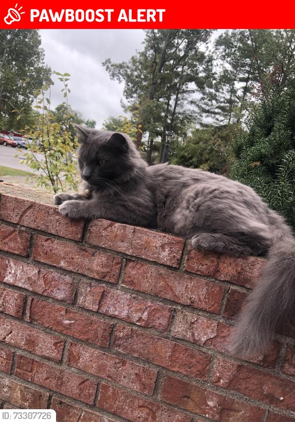 Lost Male Cat last seen Jessica & Carlslie, Honey Creek Township, IN 47802