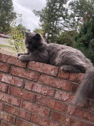 Lost Male Cat last seen Jessica & Carlslie, Honey Creek Township, IN 47802