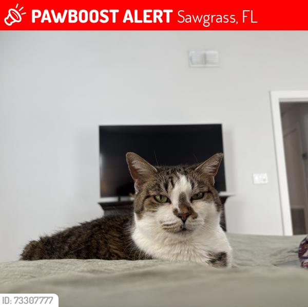 Lost Female Cat last seen Fiddlers Marsh/Fiddler's Hammock/L'Atrium, Sawgrass, FL 32082