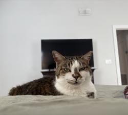 Lost Female Cat last seen Fiddlers Marsh/Fiddler's Hammock/L'Atrium, Sawgrass, FL 32082