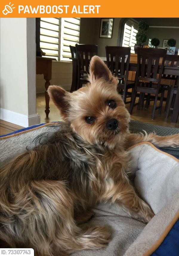 Found/Stray Female Dog last seen opposite 1222 wahsstch st colorado, Colorado Springs, CO 80903