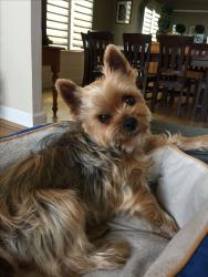 Found/Stray Female Dog last seen opposite 1222 wahsstch st colorado, Colorado Springs, CO 80903