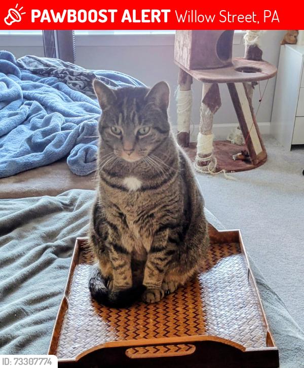 Lost Male Cat last seen willow valley communities, Willow Street, PA 17584