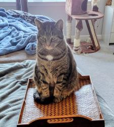 Lost Male Cat last seen willow valley communities, Willow Street, PA 17584