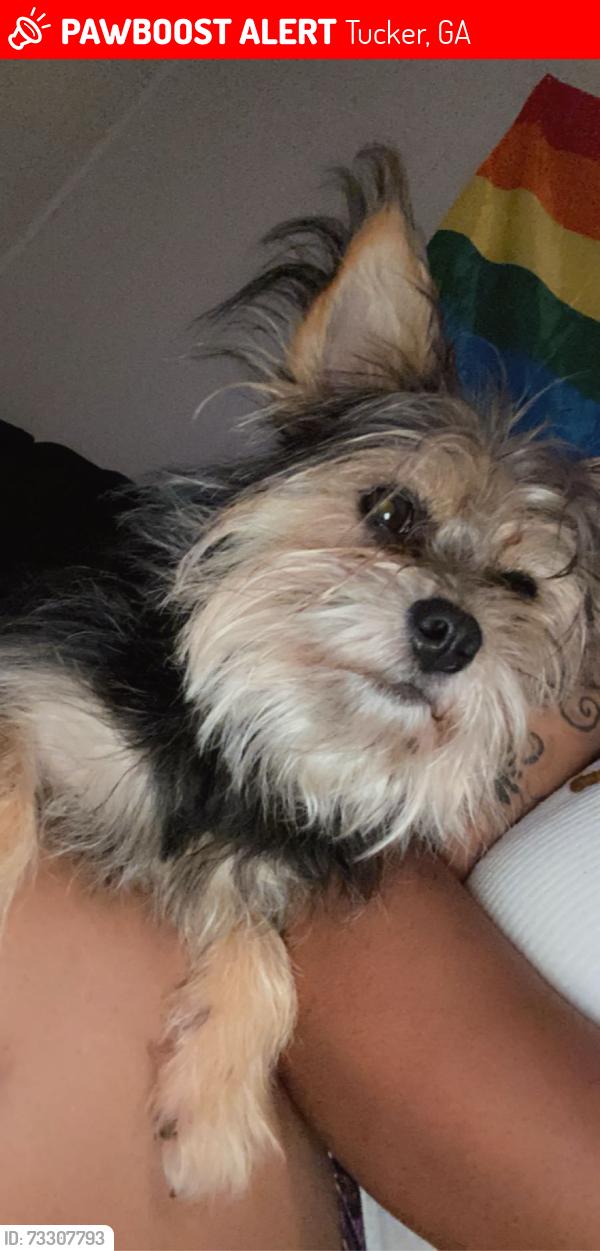 Lost Male Dog last seen Crescent Centre Blvd, Tucker, GA 30084