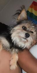 Lost Male Dog last seen Crescent Centre Blvd, Tucker, GA 30084