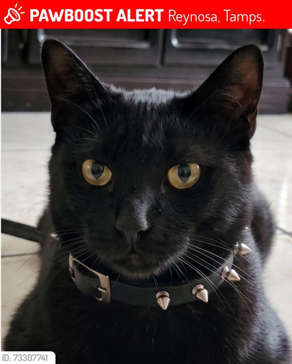 Lost Male Cat last seen Calle Reforma Urbana y Solidaridad, Reynosa, Tamps. 88687