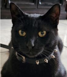Lost Male Cat last seen Calle Reforma Urbana y Solidaridad, Reynosa, Tamps. 88687