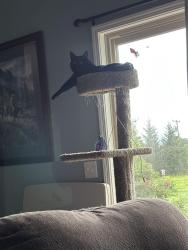 Reunited Male Cat last seen Leach and Lafayette, Salem, MA 01970