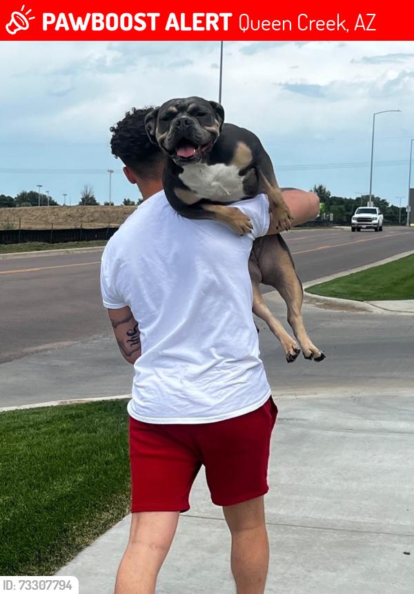 Lost Female Dog last seen N/A, Queen Creek, AZ 85242