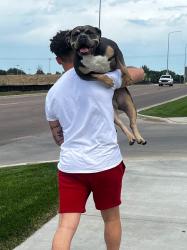 Lost Female Dog last seen N/A, Queen Creek, AZ 85242