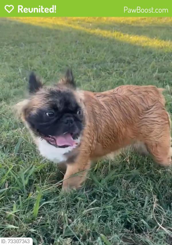 Reunited Female Dog last seen Summer creek middle school, Crowley, TX 76036