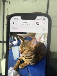 Reunited Female Cat last seen Near Lymbar Dr, Houston, TX 77096, USA, Houston, TX 77096