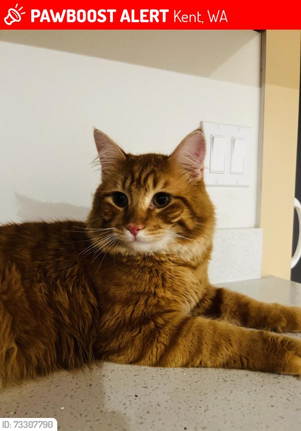 Lost Male Cat last seen 142nd Ave, Kent, WA 98032