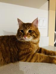 Lost Male Cat last seen 142nd Ave, Kent, WA 98032